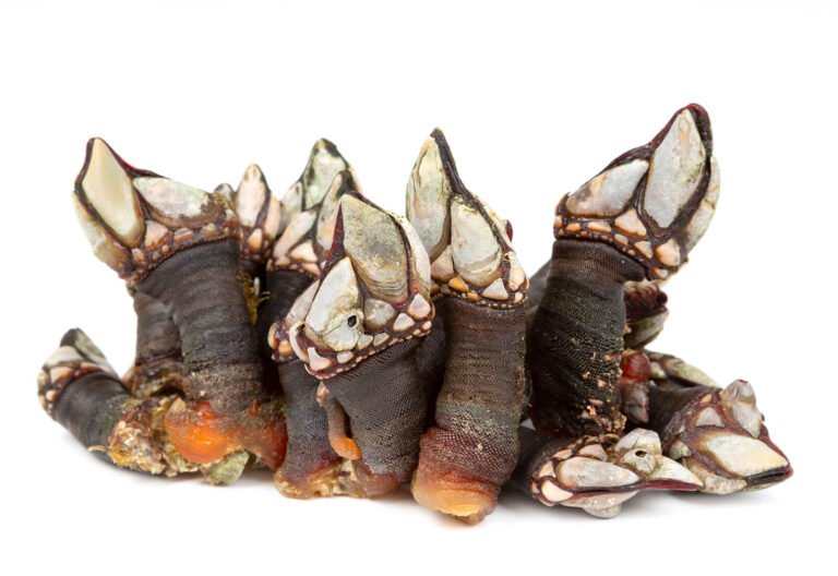 Percebes al vapor